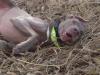 Tired Dog