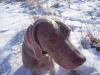 snow dog