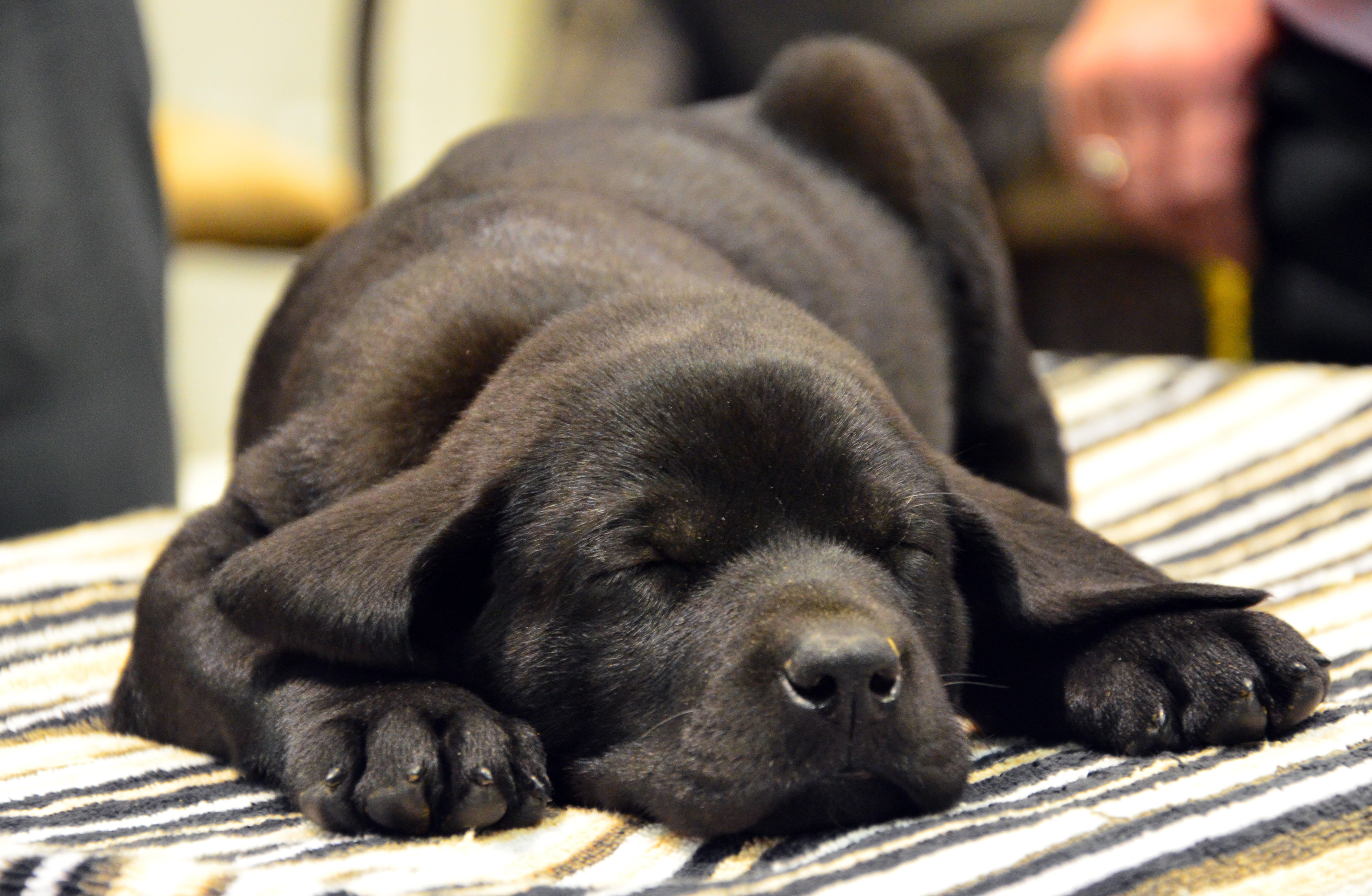 Sleeping black lab puppy