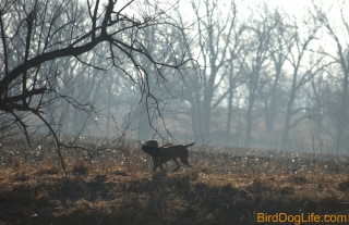 Syd\'s monster retrieve