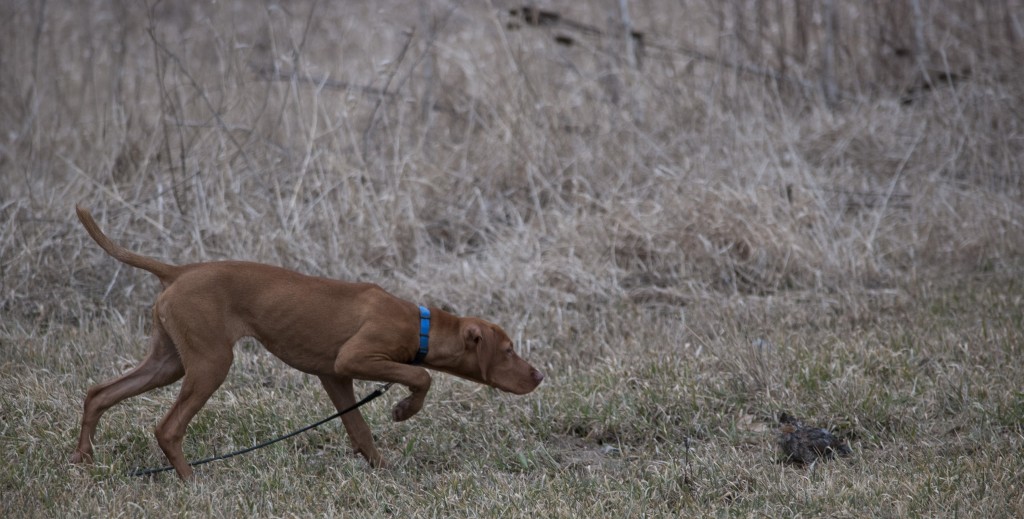 AKC Hunt Test Central